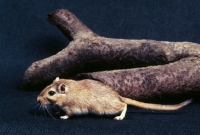 Picture of gerbil, agouti colour, side view, logs