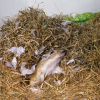 Picture of gerbil, agouti colour, tunneling in hay