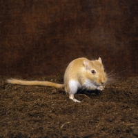 Picture of gerbil, argente, on hind legs, feeding, standing on peat