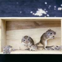 Picture of gerbil family in a box from above