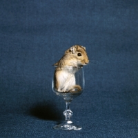 Picture of gerbil in a glass