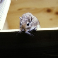 Picture of gerbil looking over the edge of a box