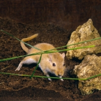 Picture of gerbil on peat with grasses and rocks