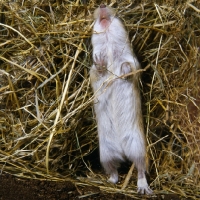 Picture of gerbil standing on hind legs showing belly