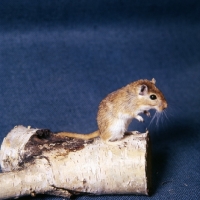 Picture of gerbil standing up on a log