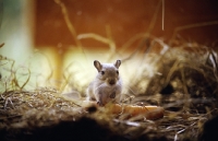 Picture of gerbil with carrot and straw