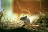 Picture of gerbil with carrot