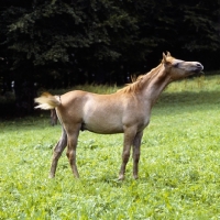 Picture of German Arab foal  at marbach, full body 