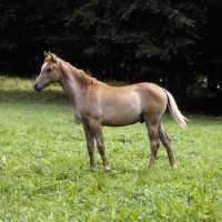 Picture of German Arab foal at marbach, full body 