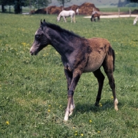 Picture of German Arab foal at marbach with shedding coat, full body 