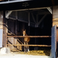 Picture of german arab foal in a stable