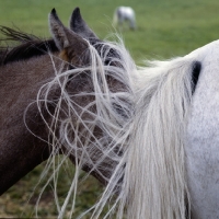 Picture of German Arab foal under mother's tail at marbach,