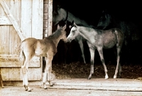 Picture of german arab foals in stable doorway at marbach stud germany