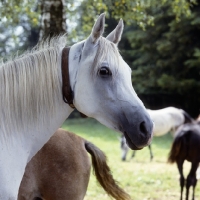 Picture of German Arab mare  at marbach, head study