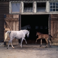 Picture of German Arab mare and foal walking into stable at marbach