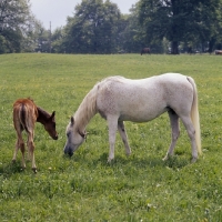 Picture of German Arab mare grazing with foal at marbach