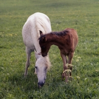 Picture of German Arab mare grazing, with foal nibbling, at marbach,