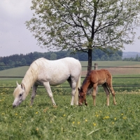 Picture of German Arab mare grazing with foal at marbach,