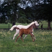 Picture of German Arab mare running with foal at marbach,