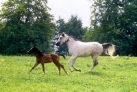 Picture of German Arab mare running with foal at marbach