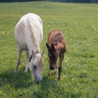 Picture of German Arab mare with foal at marbach,