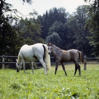 Picture of German Arab mare with foal at marbach,