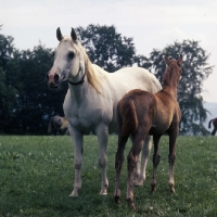 Picture of German Arab mare with foal at marbach,