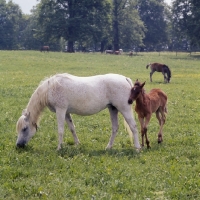 Picture of German Arab mare with foal close by at marbach stud,,, 