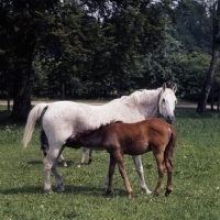 Picture of German Arab mare with foal suckling at marbach,