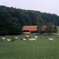 Picture of German Arab mares and foals cantering through field at marbach