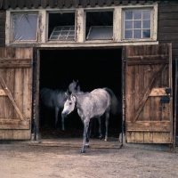 Picture of German Arab mares leaving their ancient stable at marbach stud