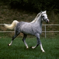 Picture of German Arab stallion at marbach, full body, trotting