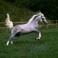 Picture of German Arab stallion leaping at marbach,