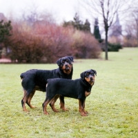 Picture of german champion rottweiler and her puppy looking at camera