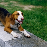 Picture of german hound, sauerlandbracke, lying down