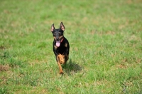 Picture of German Hunt Terrier (aka deutscher jagd terrier)