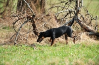 Picture of German Hunt Terrier (aka deutscher jagd terrier)