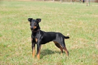 Picture of German Hunt Terrier (aka deutscher jagd terrier), side view