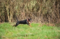 Picture of German Hunt Terrier (aka deutscher jagd terrier)