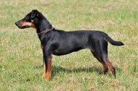 Picture of German Hunt Terrier (aka deutscher jagd terrier), side view