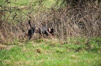 Picture of German Hunt Terrier (aka deutscher jagd terrier) on a hunt