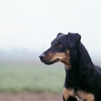 Picture of german hunt terrier, ethel vom alderhorst, portrait