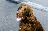 Picture of german long haired pointer, head study