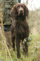 Picture of German Longhaired Pointer, concentrating