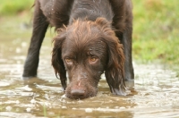 Picture of German Longhaired Pointer, drinking water