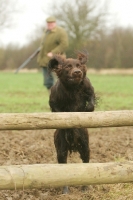 Picture of German Longhaired Pointer, jumping fence