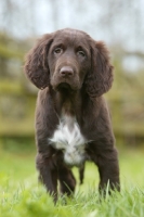 Picture of German Longhaired Pointer puppy