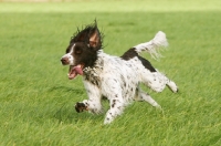 Picture of German Longhaired Pointer running in field