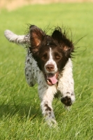 Picture of German Longhaired Pointer running