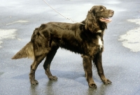 Picture of german longhaired pointer standing on paving